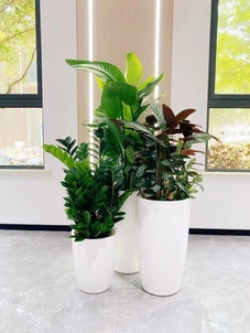 专业花木租赁，余姚打造独特办公与家居绿景